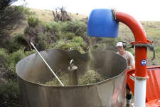 Sven harvesting the kanuka